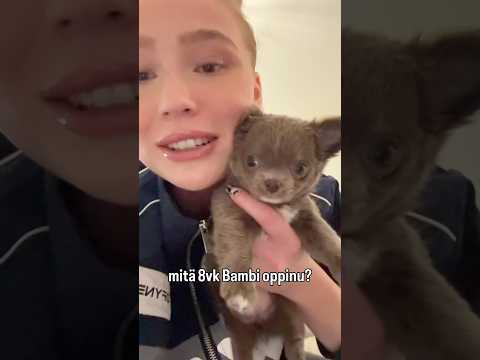 mitä mun 8vk pentu osaa?! 🐻💕 #ytshorts #chihuahua