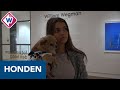 Met je hondje in smoking naar de fototentoonstelling over aangeklede honden - OMROEP WEST