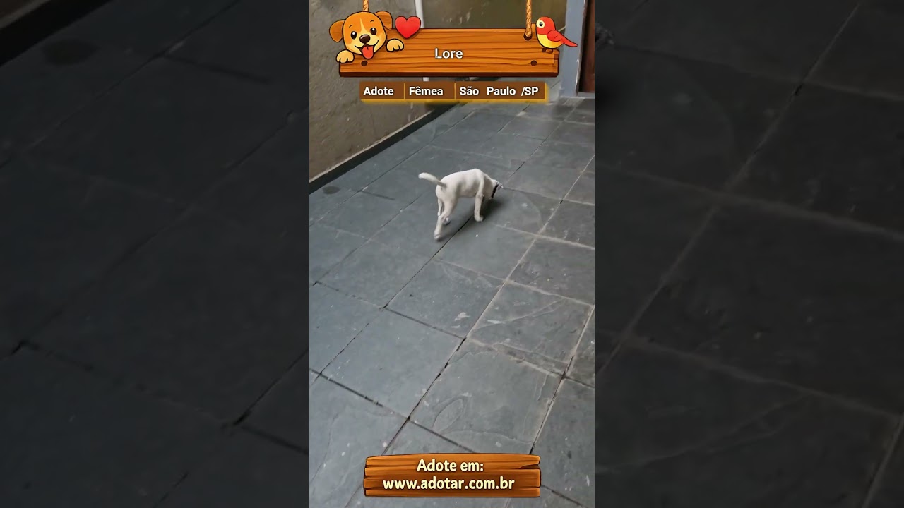 Cachorro raça SRD-ViraLata idade 2 a 6 meses nome Lore