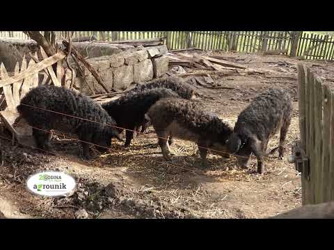 AGRO PREPORUKA - Prednosti uzgoja mangulica