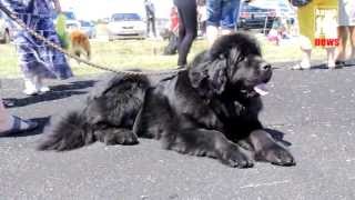 preview picture of video 'Смотр пород собак в Керчи / Dogs exhibition at Kerch'