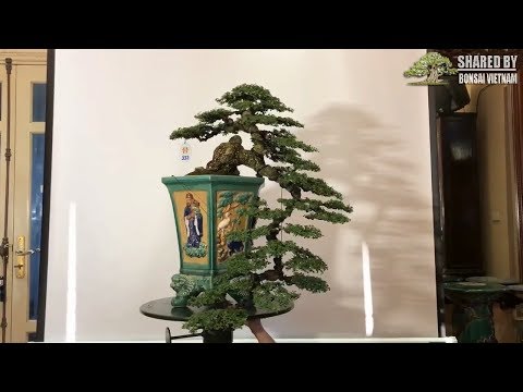 Feoniella lucida tree | Cascade style bonsai by Son Dang, Ha Noi