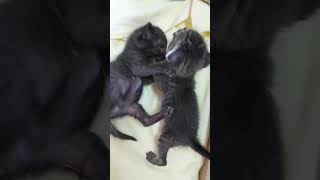 チビ猫赤ちゃん猫、超絶可愛い