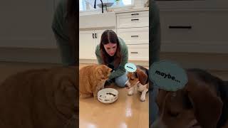 Download lagu Cat Gaslights Everyone mp3 Download lagu Cat Gaslights Everyone mp3