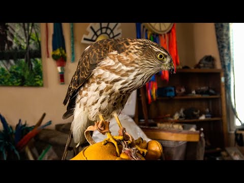 Falconry: Training indoors vs outdoors