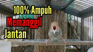 Download lagu Prenjak Betina Gacor Memanggil Jantan [ 100% Ampuh,  Bikin Prenjak Anda Nyaut Seketika ] mp3