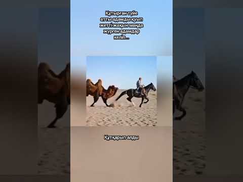 Құтырған түйе атты адамды қуып жетті жақын маңда жүрген адамдар келіп...