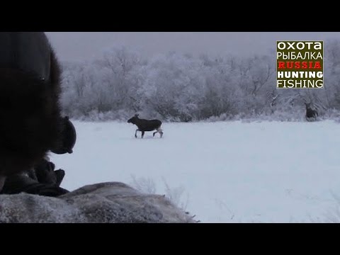 Охота на лося, 7 лосей вышли на номер!