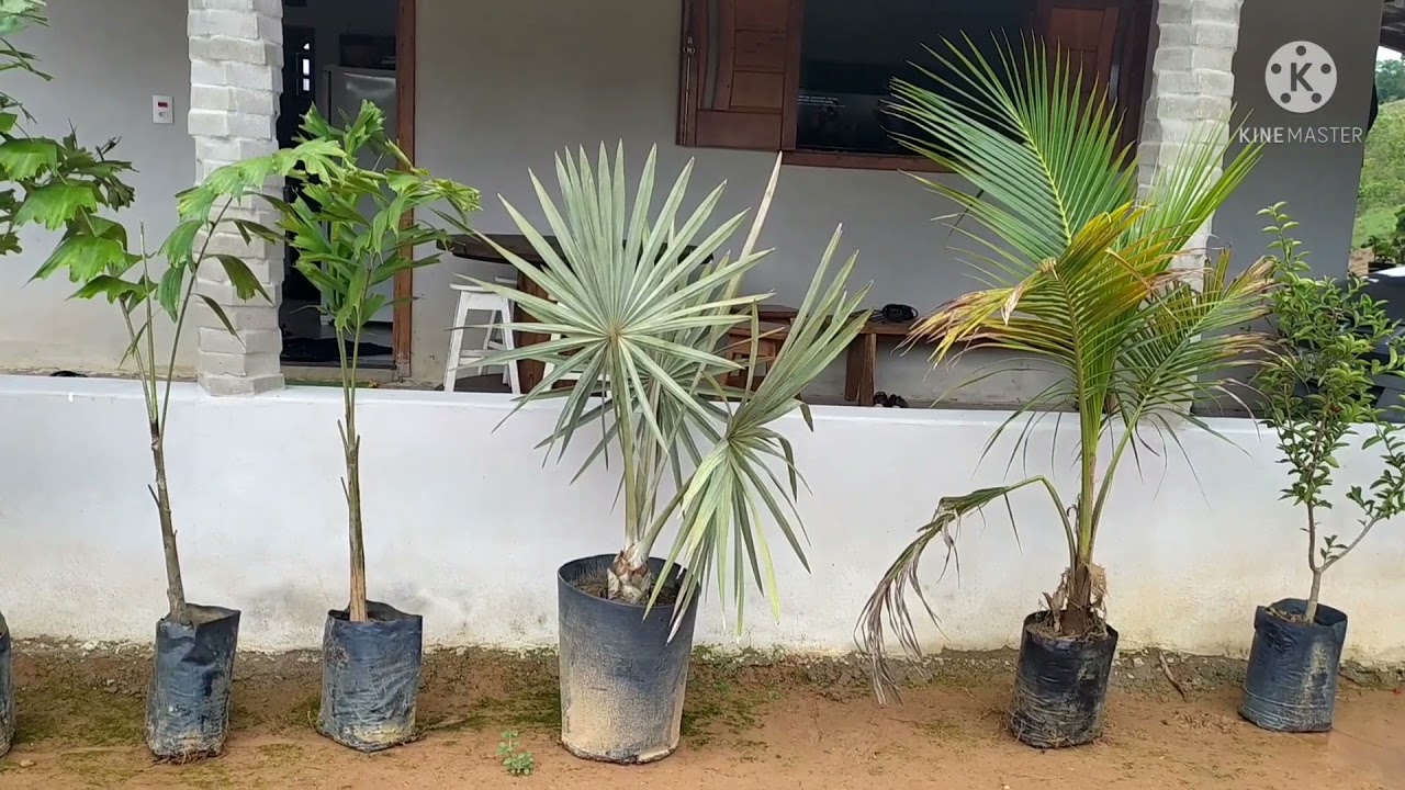 comprando mudas de frutíferas e ornamentais em Dona Eusébia MG. PARTE 2