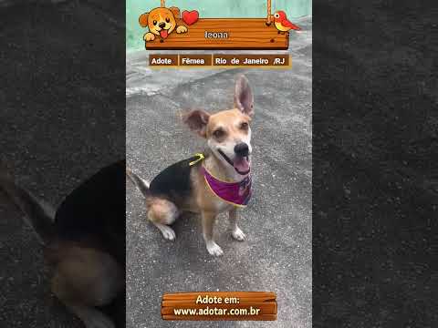 Vídeo de leona 