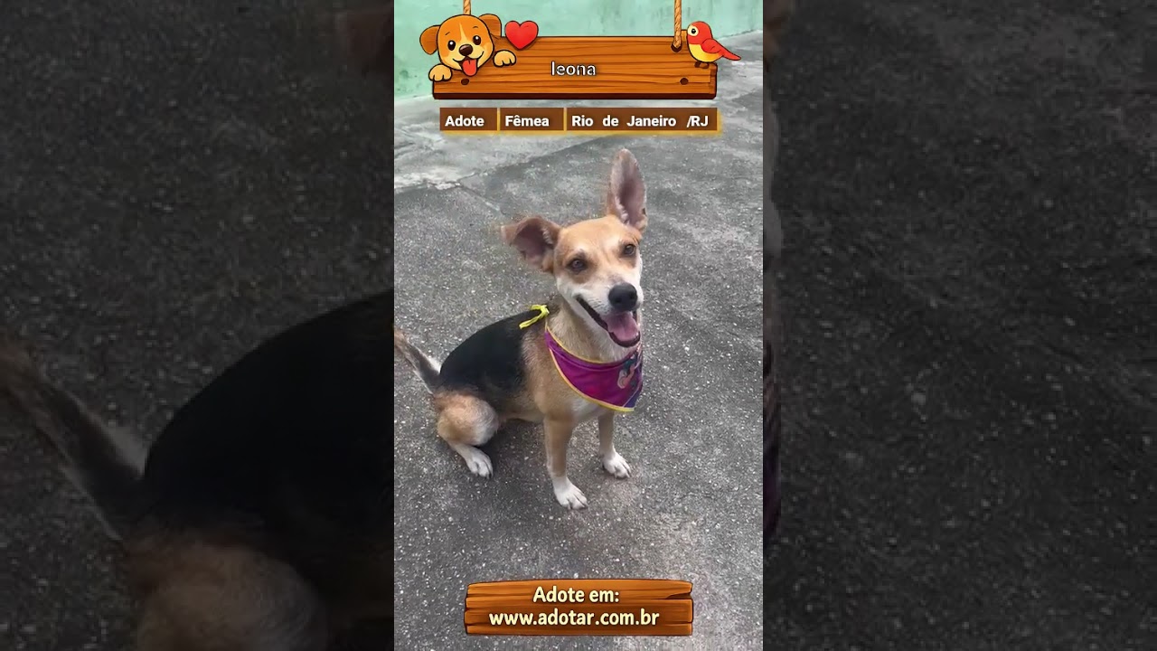 Cachorro raça SRD-ViraLata idade 1 ano nome leona 