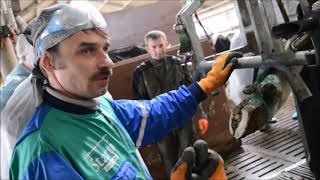 Обрезка копыт у коров: пошаговая инструкция с фото и видео