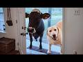 When Your Pet Brings Home a Friend DEFAULT Thumbnail