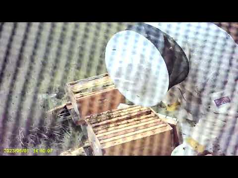 Bella Bees hive split day video thumbnail