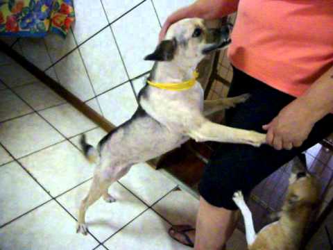 Eneida 03 03 11  Tuty 2115