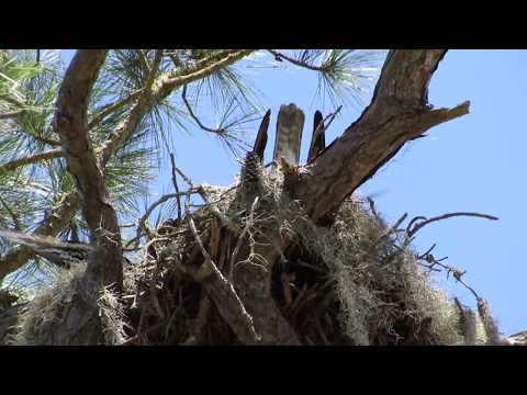2 Osprey Mating in Nest Sea Pines Plantation Hilton Head Island, SC