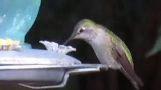 Hummingbird @ the Feeder in Winter / Canada