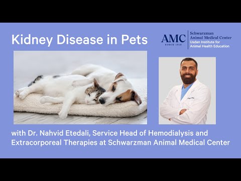 Kidney Disease in Dogs and Cats