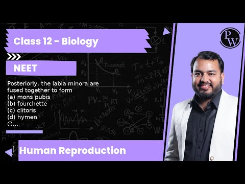 Posteriorly, the labia minora are fused together to form (a) mons pubis (b) fourchette (c) clitor...