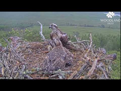 Dorcha returns to the Loch Arkaig Osprey nest in time to meet Louis bringing breakfast 8 Jul 2022