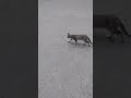 The Cutest Gray Cat Is Meowing And Runs Cats Stray Shorts