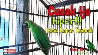 Download lagu hiper!!!cucak ijo gacor isian kapas tembak dijamin ngamuk dan ngentrok materi mewah nembak panjang mp3 Download lagu hiper!!!cucak ijo gacor isian kapas tembak dijamin ngamuk dan ngentrok materi mewah nembak panjang mp3