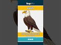 eagle (noun) - definition and usage in English