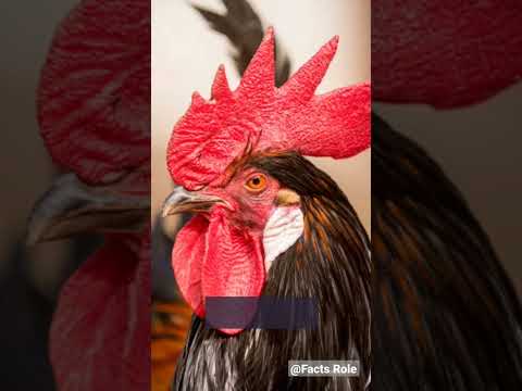 Amazing Facts About Rooster #viralshorts