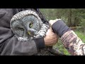 Owl Notes–Great Grey Owl Banding