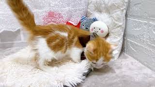 マンチカンの動画01