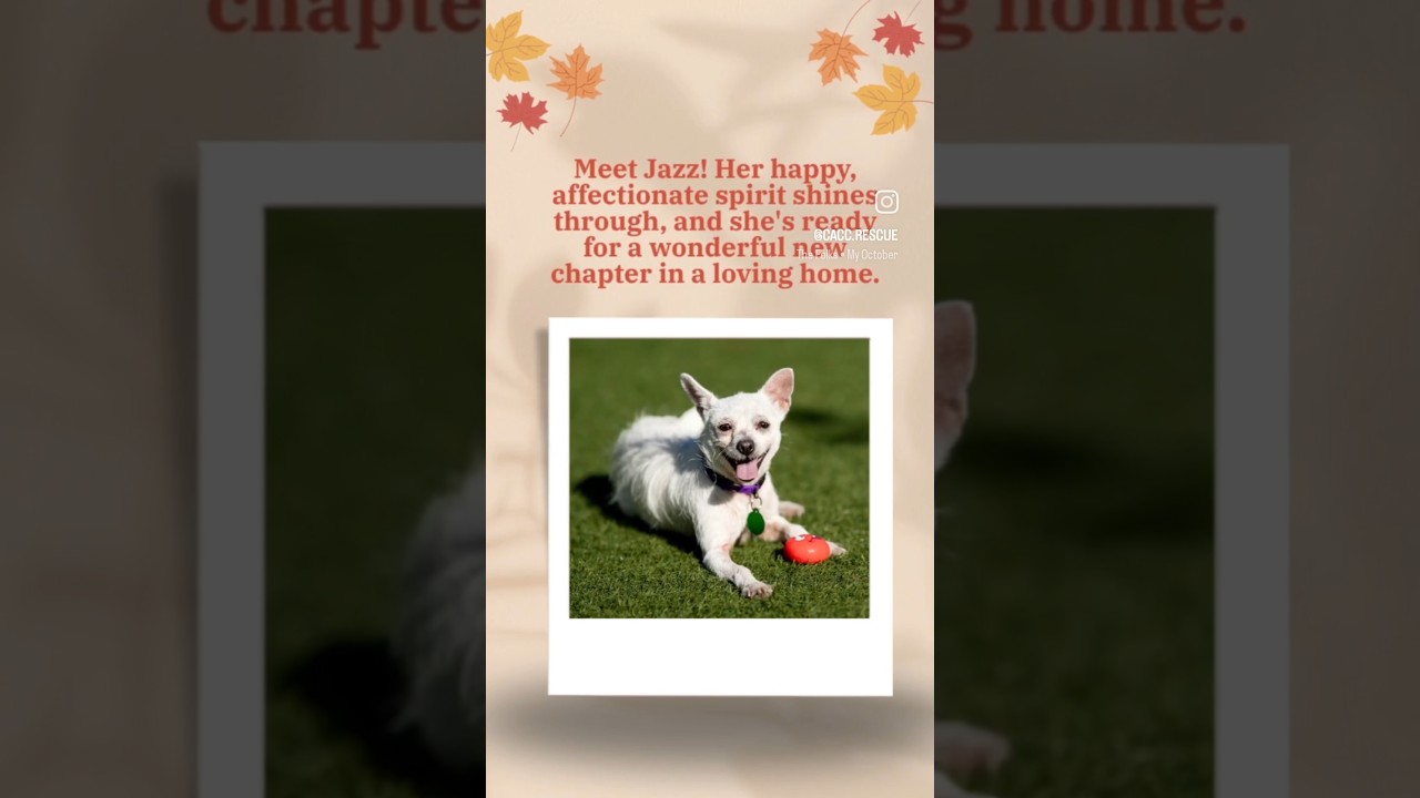 Enlarge Jazz, a Adoptable Parson Russell Terrier in Pacifica, CA video 6/6