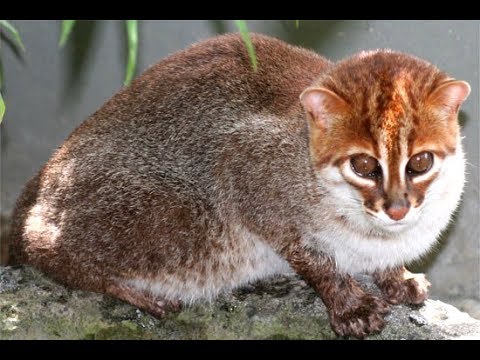 Rarest cats in the world: Flat Headed Cat