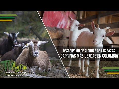 , title : 'Descripción de Algunas de las Razas Caprinas más Usadas en Colombia- TvAgro por Juan Gonzalo Angel'