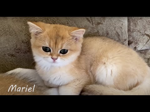 Names of all cats that currently live in our cattery | Meet the kittens