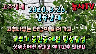 고추재배, 2020년 8월 26일 생육상태 [농사TV]