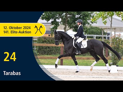No. 24 Tarabas by Top Gear - Dancier | 141. Verden Elite-Auction on October, 12th