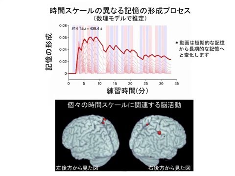 時間スケールの異なる記憶の形成プロセス