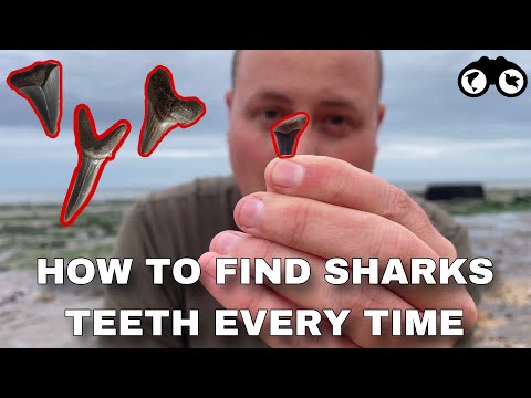 How to find Sharks Teeth at Walton On The Naze (Beginners guide!) | FIND SHARKS TEETH EVERY TIME!!