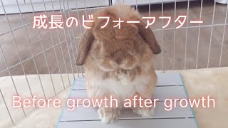 子うさぎ生後6ヶ月と現在1歳を見比べる！成長記録ビフォーアフター【Compare before and after the rabbit grows】