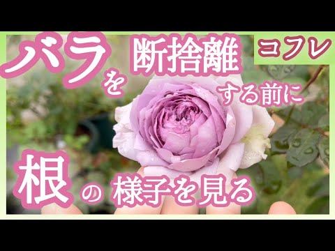 しおれたバラにジャガイモを使って植える：神話か現実か？  庭園