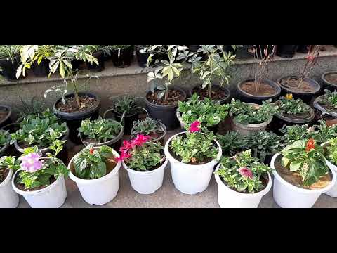 Video Clip Planting - Nature