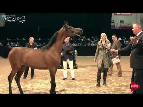 N.262 AANISAH SA - LAS VEGAS 2019 - Arabian World Cup Junior Fillies (Class 111B).mp4