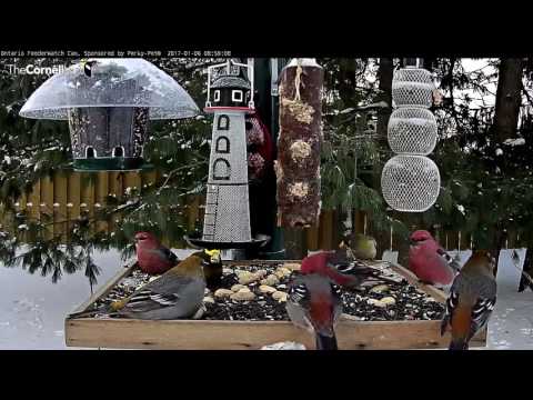 Grosbeaks Command the Platform – Jan. 6, 2017