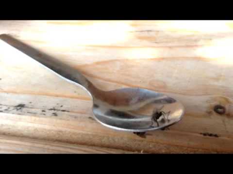 Zmoalăcazan//Instrumentație Raven  - Ciumă