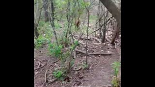 animale saritura caine din copac