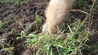 Little Billy is digging up the last of the grass.