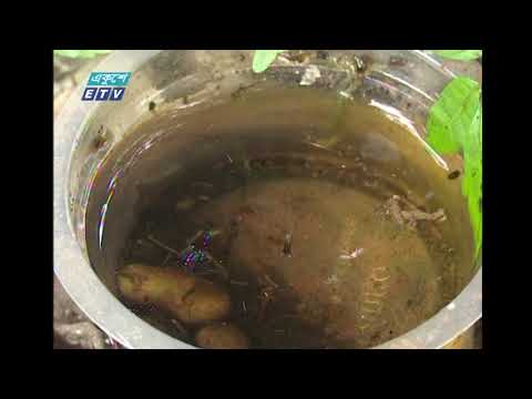 এডিস মশা ও প্রজননস্থল ধ্বংসে দশ দিনের চিরুনী অভিযানে নেমেছে উত্তর সিটি | ETV News