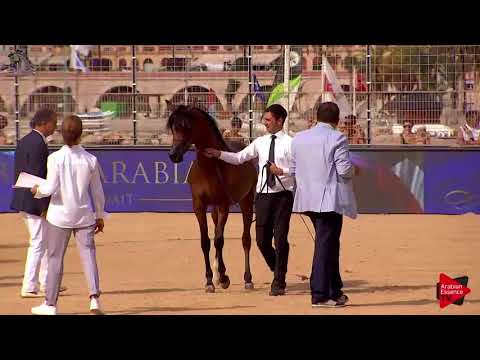 N.102 JUSTIFY KA - Menton 2018 - Yearling Colts (Class 6A)