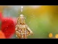 Swamiye Saranam Ayyappa Sabarimala Swami Ayyappan WhatsApp Status In New