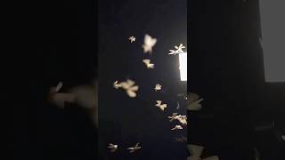 Download lagu How Begong Moths Use Starlight to Navigate! mp3